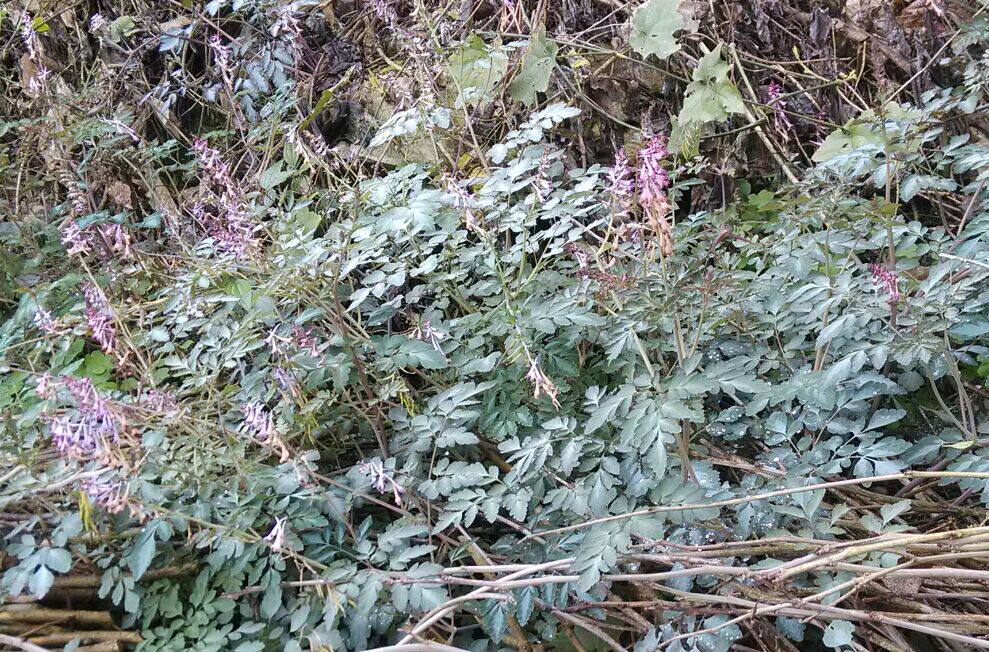 精品野生中药材夏天无 一粒金丹 野延胡 伏地延胡索 落水珠 干品