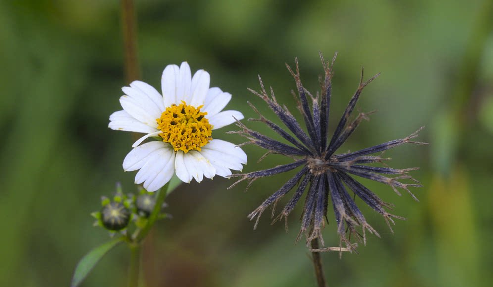2021新货纯正野生中草药鬼针草三叶鬼针草四方枝干品无杂质