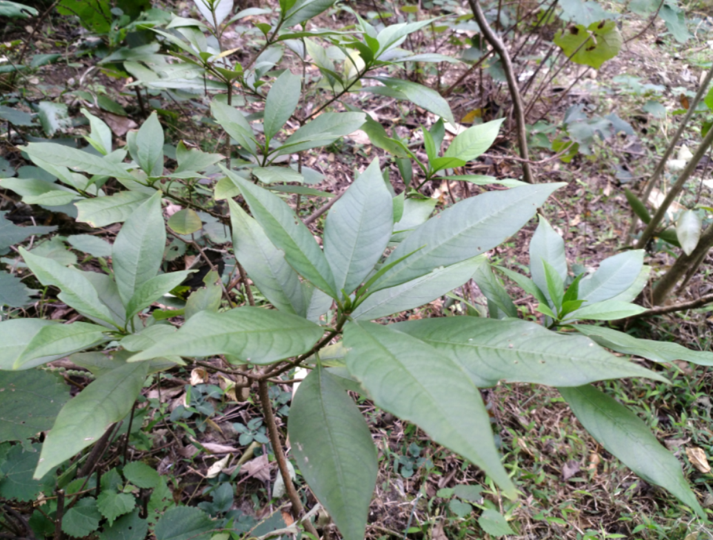 新货野生中药材萝芙木根矮坨鱼胆刀伤伤药纯根其他药食同源食品