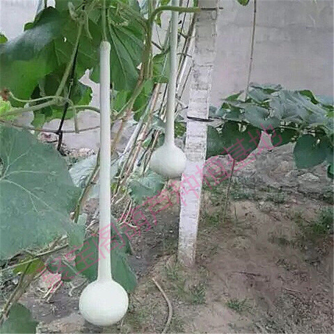 长柄油锤葫芦种子打结盘绾扣系扣勒天鹅如意葫芦