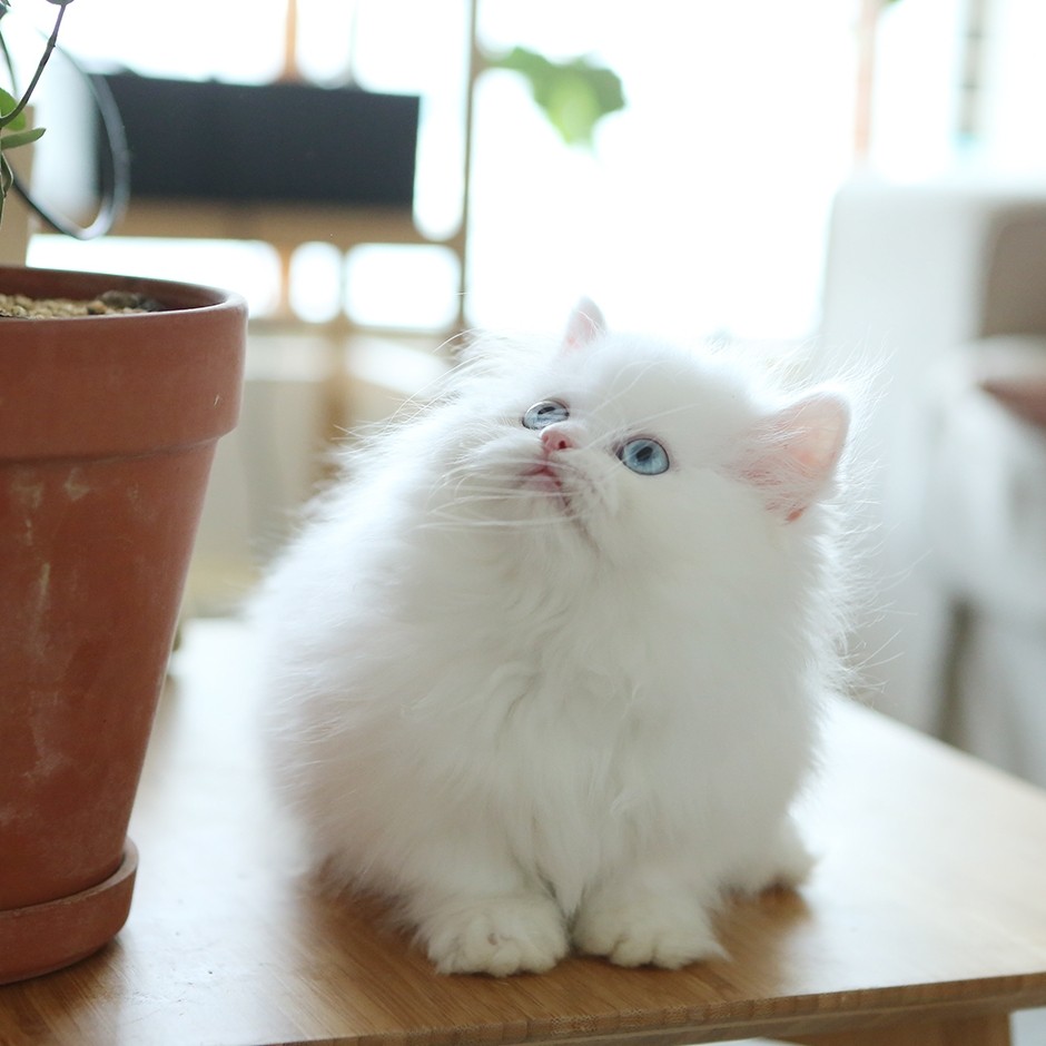 纯白拿破仑矮脚长毛曼基康小短腿奶猫咪幼崽波斯猫布偶加菲折耳猫