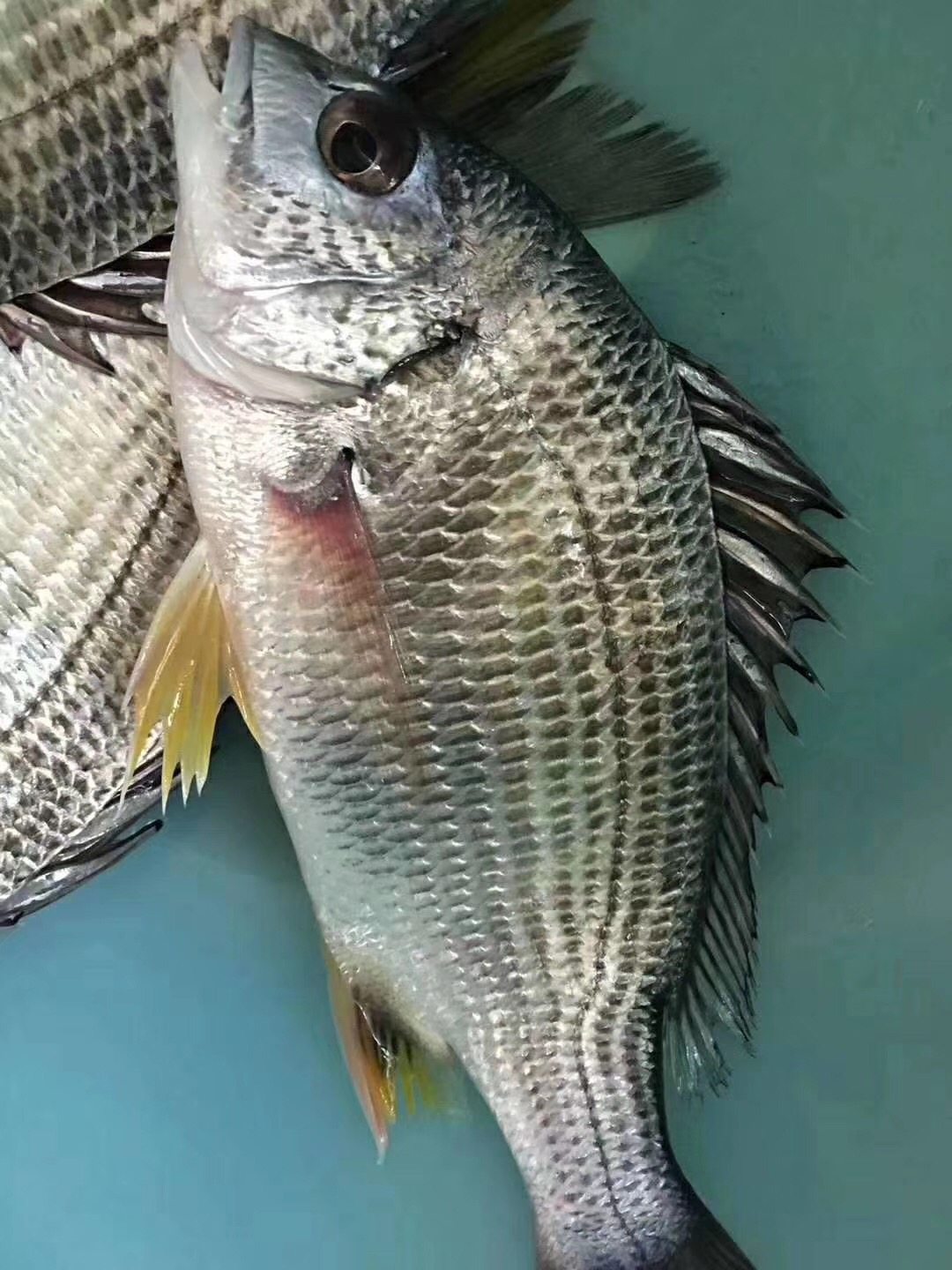 海鲜水产黄立鱼黄翅鱼黄墙鱼墙鱼野生黄仓鱼鲜活冷冻淡水鱼类