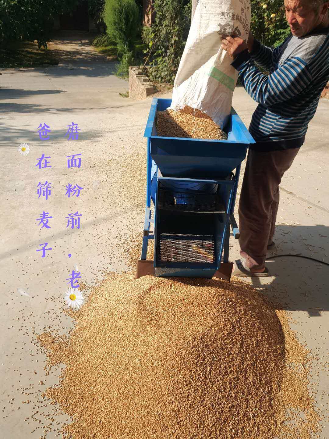 面粉陕西农家自磨无添加非全净重5斤家用馒头面粉