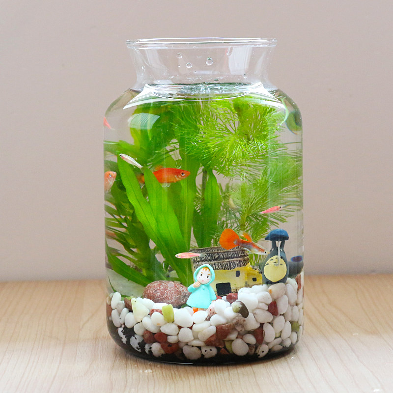 观赏生态瓶鱼微景观免换水免打理diy办公桌面创意造景鱼缸鱼活体
