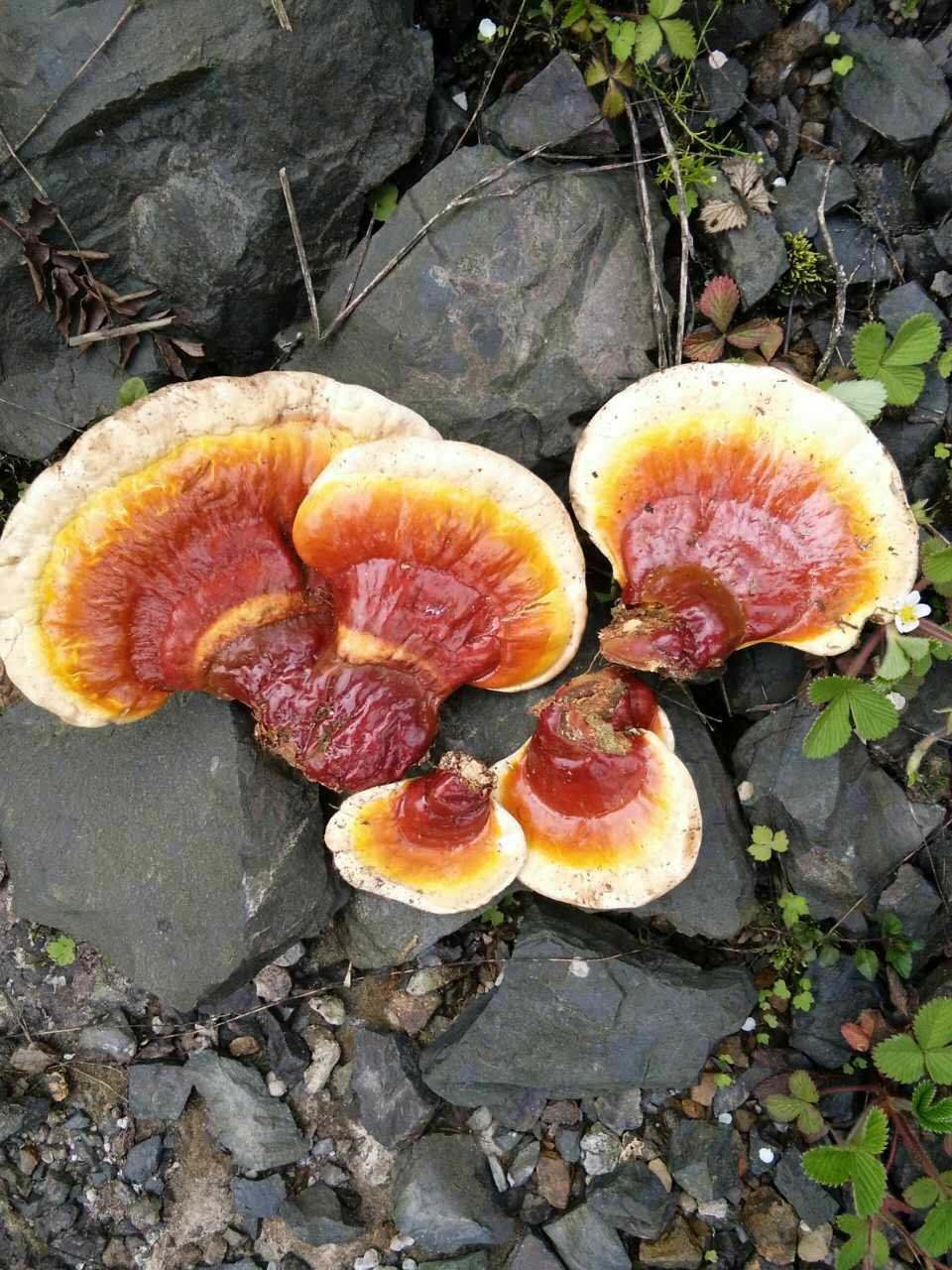 野生西藏松杉灵芝,藏白灵芝,藏灵芝,高原白灵芝