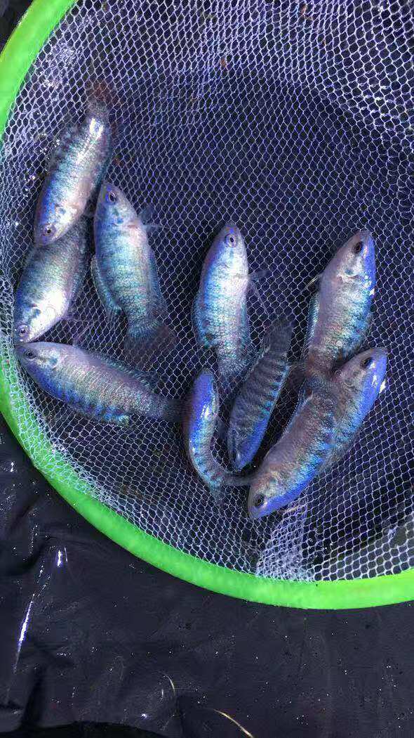 斗鱼蓝叉鱼苗国斗活鱼活体普叉越黑热带鱼鱼