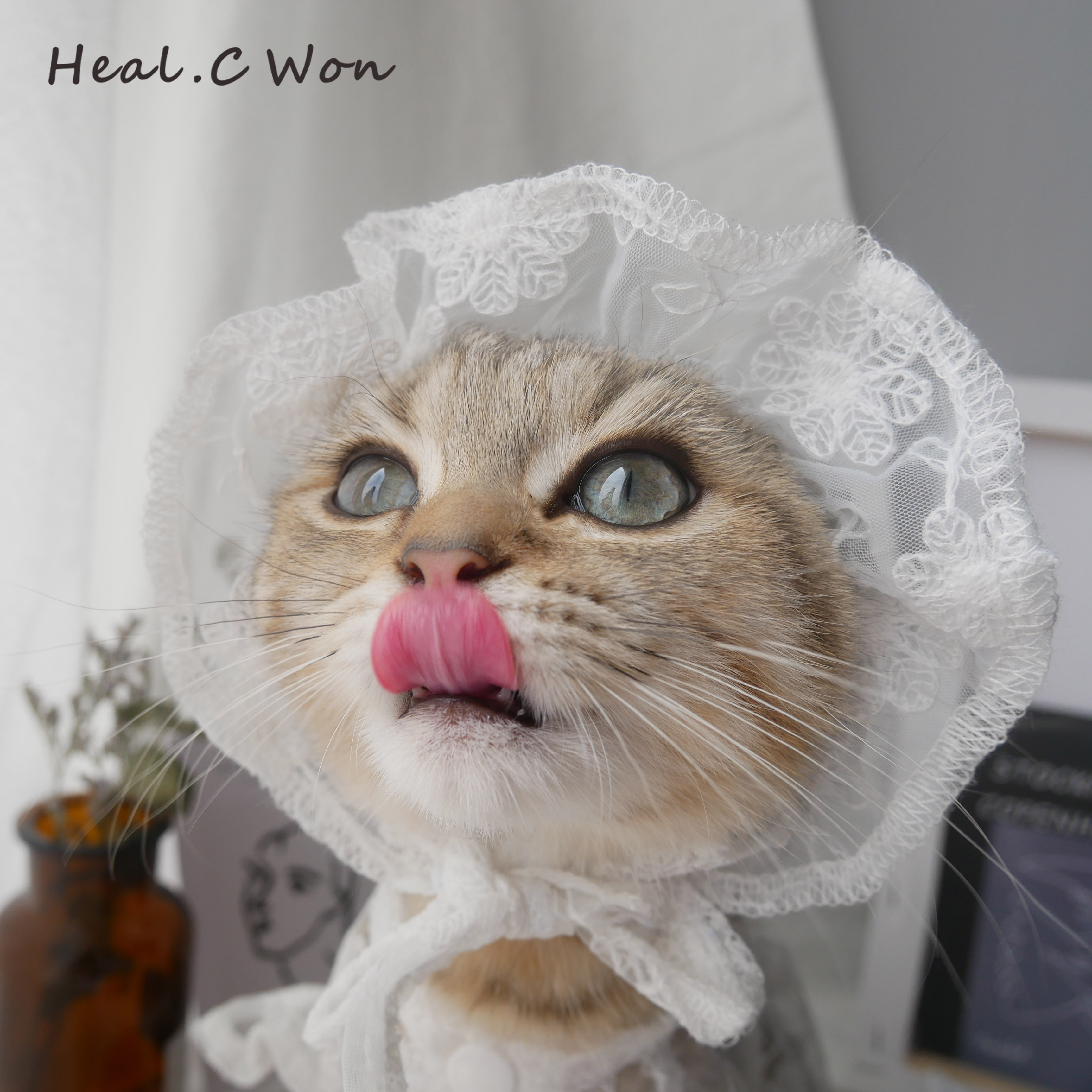 猫咪hc网红ins宠物帽子帽子猫头套可爱狗狗帽子