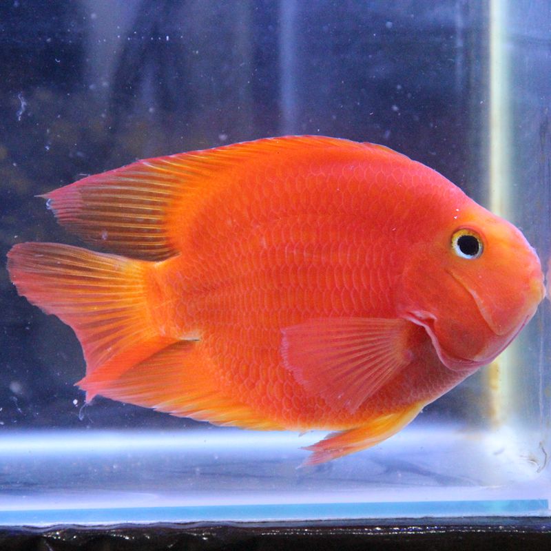 血红鹦鹉鱼元宝财神发财鱼中大型淡水热带观赏鱼凶猛鱼