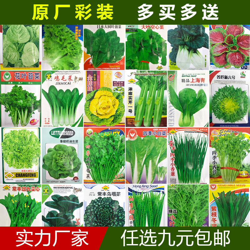 蔬菜种子有机农家辣椒香菜各种阳台春秋南北方家庭园艺种子