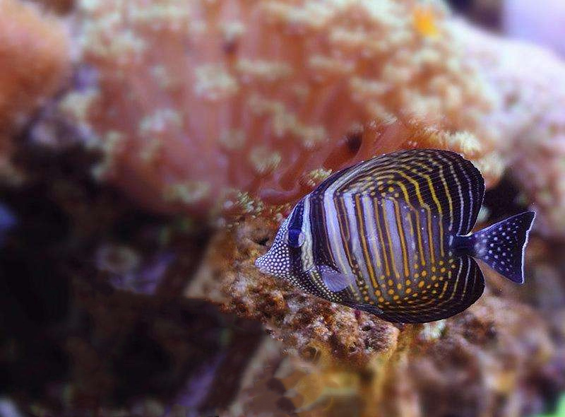 大帆珍珠海水观赏鱼海洋生物活体活鱼三角鱼