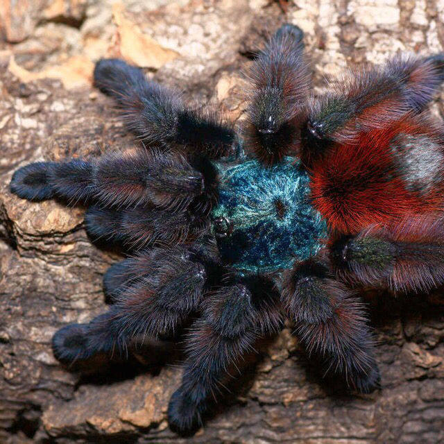 宠物巨型食鸟蜘蛛上手寡妇油彩红尾火脚蓝腿蜘蛛