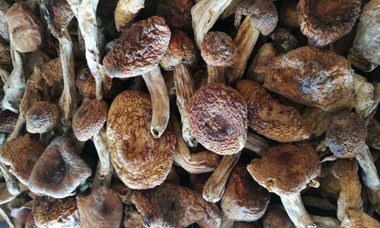 湖南邵阳土特产野生油辣菇正宗野生菌特产养生菌子野生蘑菇包邮