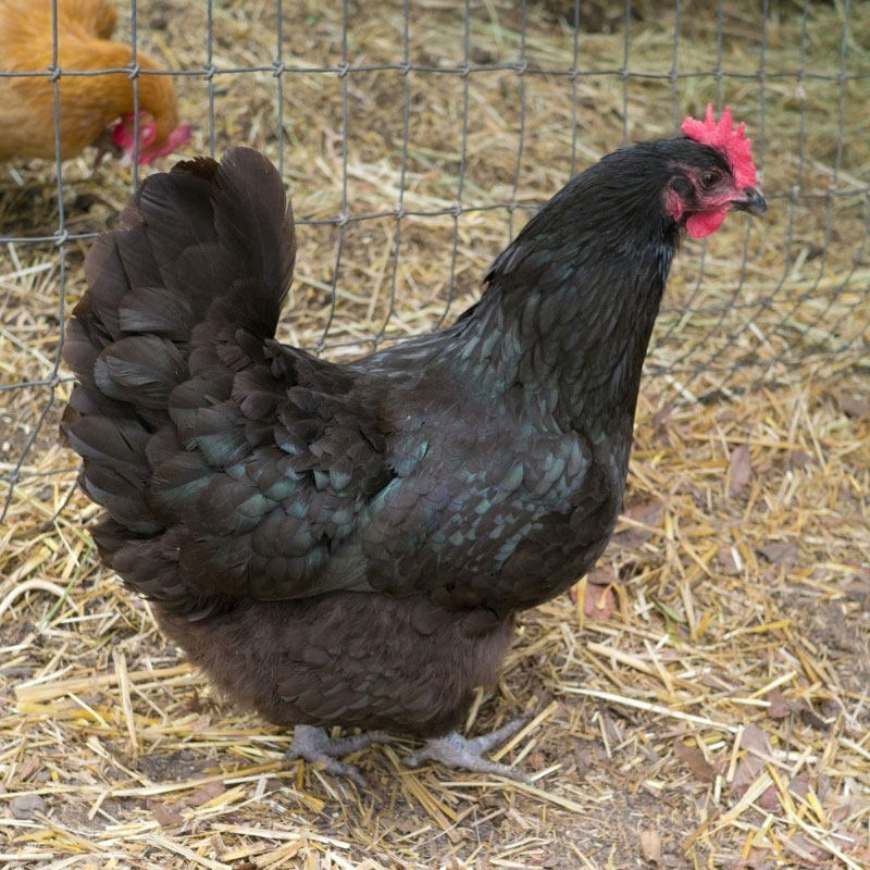 黑凤绿壳蛋鸡下蛋鸡活鸡包活到家产蛋王鸡活苗五黑鸡母苗土鸡活体