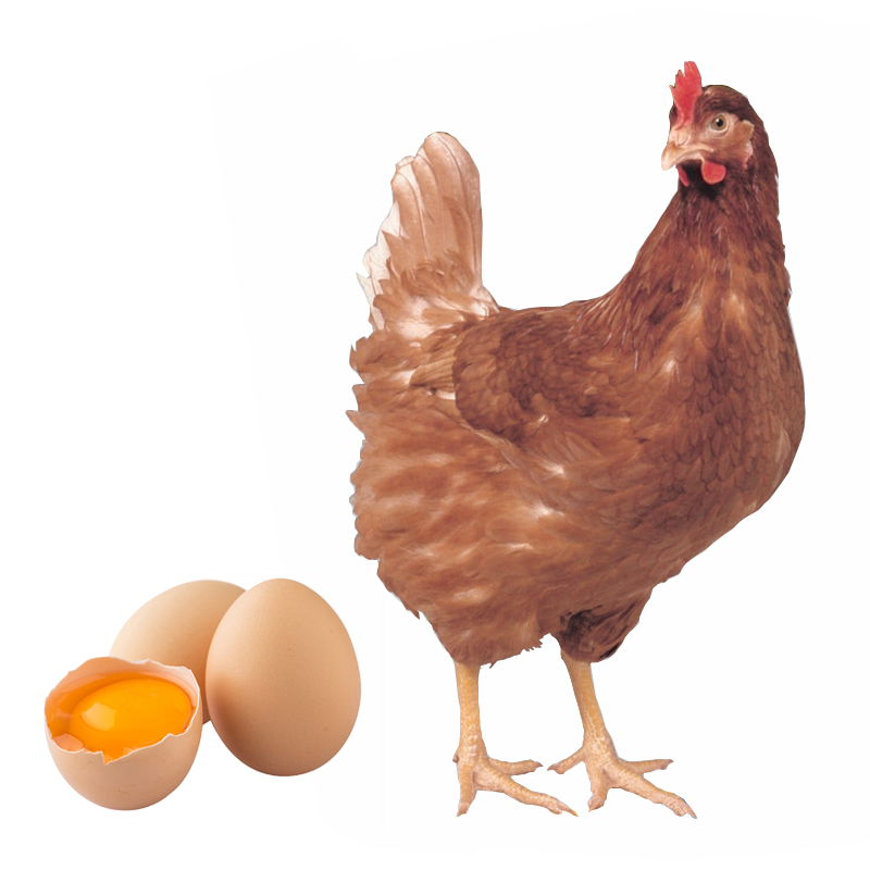海兰母苗鸡活青年王青年产蛋土鸡褐下半大粉壳整鸡
