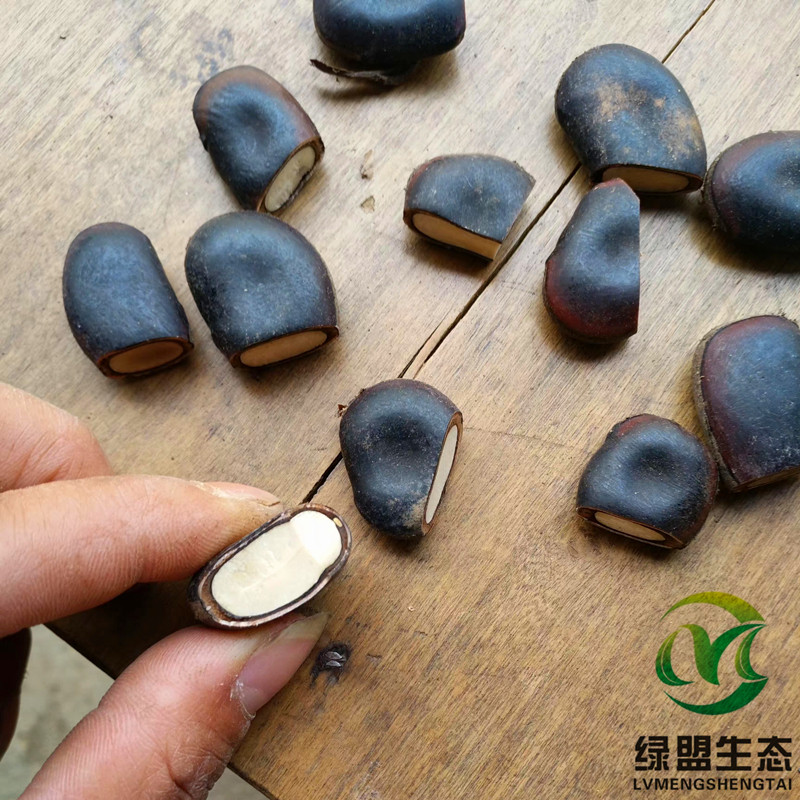 油麻藤种子/牛马藤/常绿油麻藤/大血藤/四季常青藤本植物