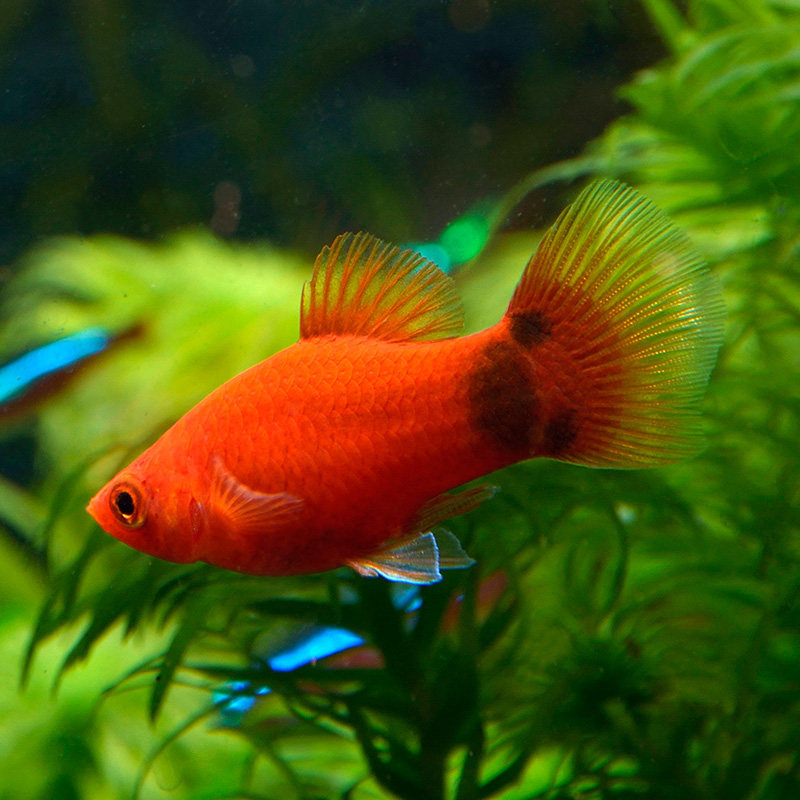 米奇鱼月光鱼小型观赏鱼活体灯科鱼淡水宠物热带鱼水族草缸鱼好养