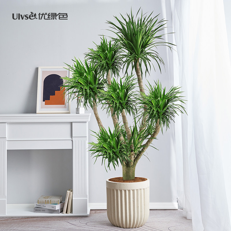 多杆龙血树老桩盆栽造型龙须树多头客厅前台办公室大型绿植