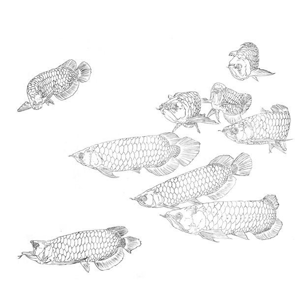 工笔画底稿工笔金龙鱼鱼图斗方白描打印稿宣纸稿无国画