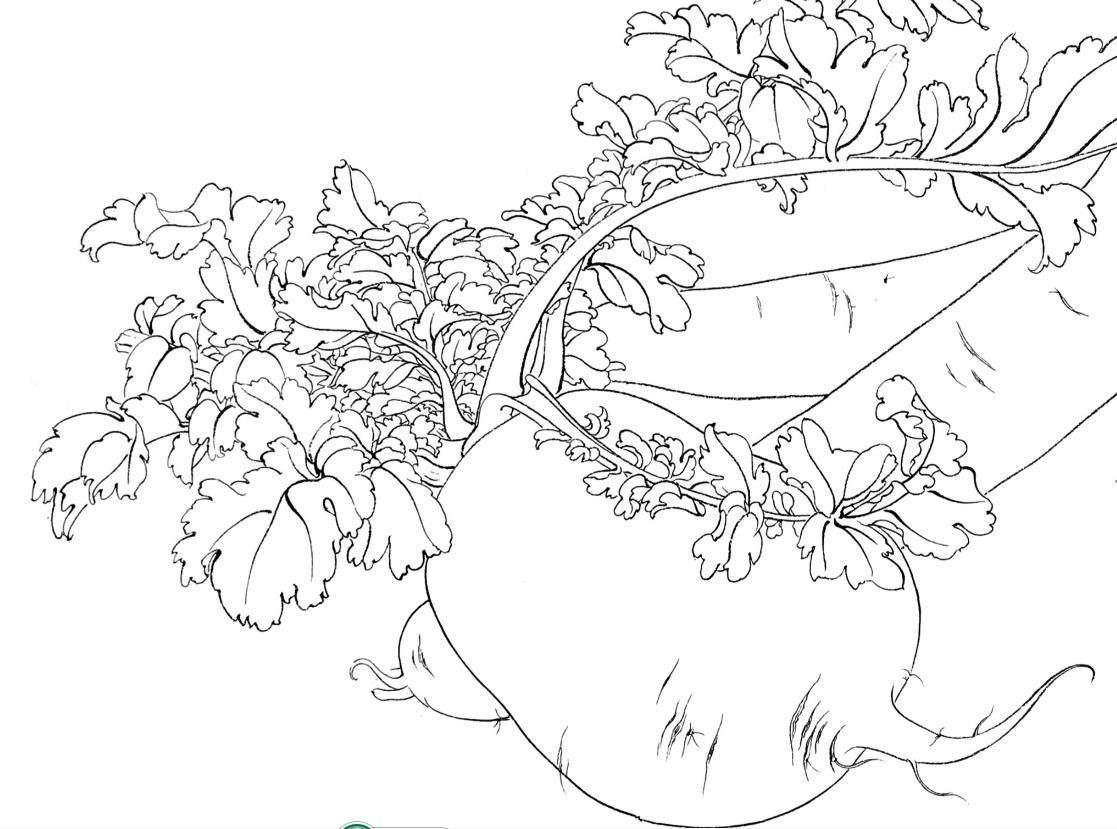 工笔画打印稿宣纸笔勾毛笔勾底稿白描蔬果萝卜工笔国画