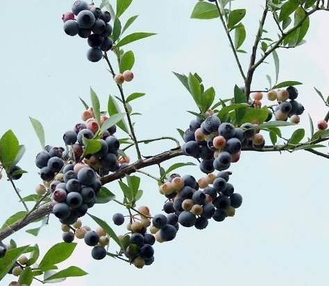 乌饭蓝莓观观花叶观花树小素材园艺盆景芽乌叶红造型盆景