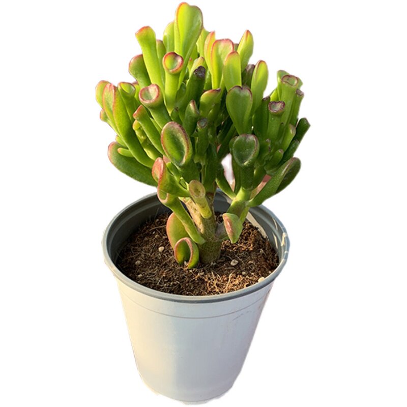 吸财树多植物室内阳台好养送礼寓意意好聚财多肉植物