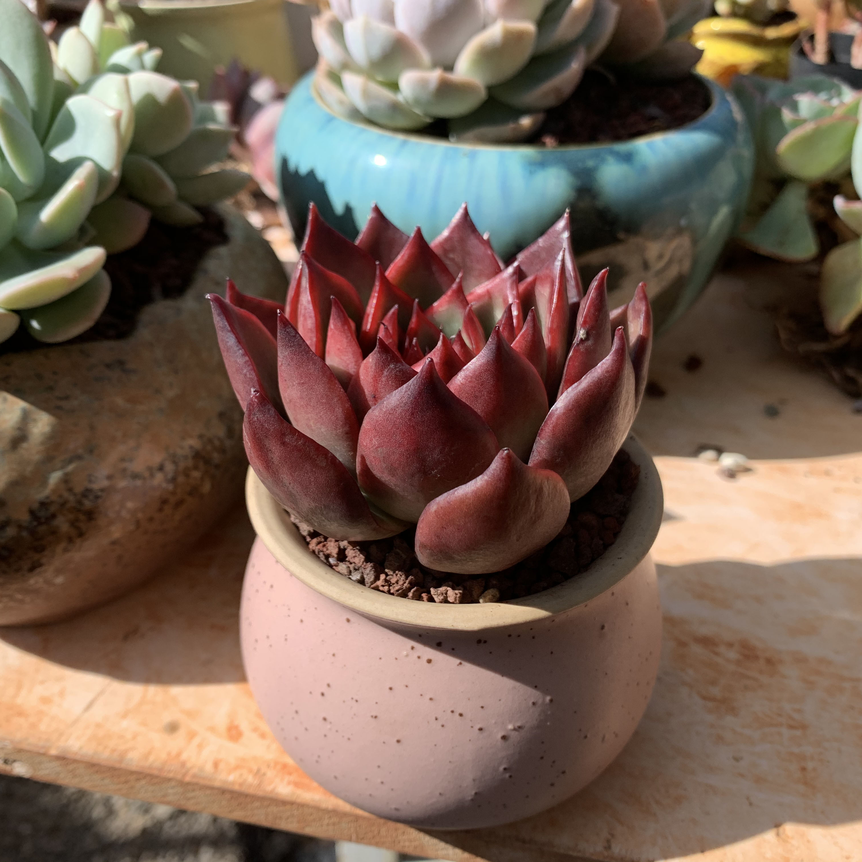 清棚状态地直基地云南精品单头进口马东野马多肉植物