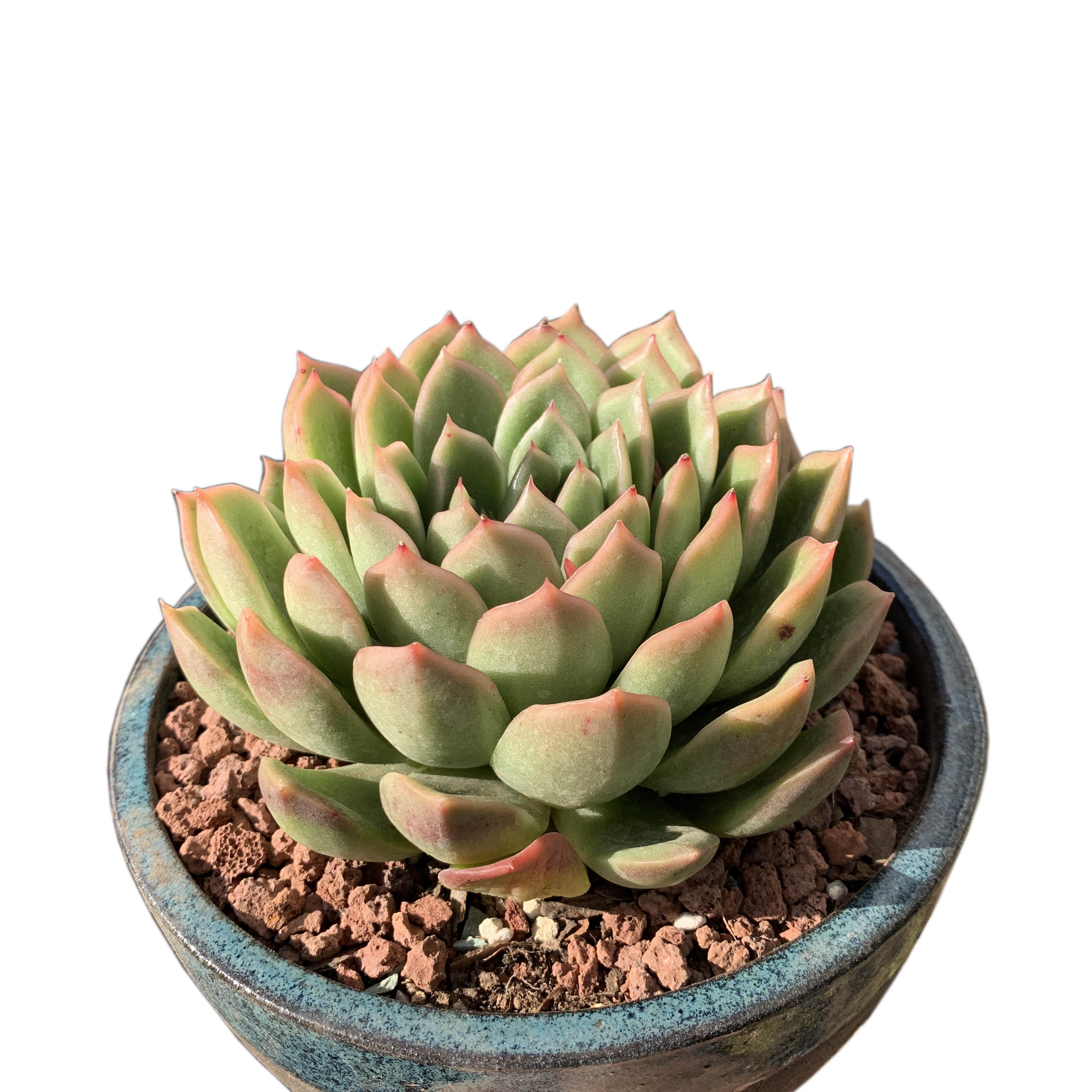 云南清棚多肉植物东云系大单头玉杯东云周正叶型叶层错落有序如图