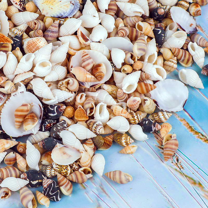 天然迷你小海螺贝壳彩虹昌螺贴画diy手工漂流海螺