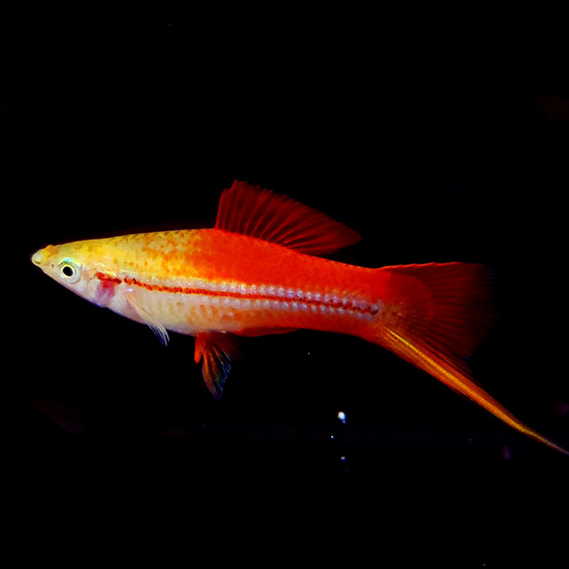 小型热带鱼红白剑红箭鱼燕尾红剑苹果剑鱼发财鱼鱼