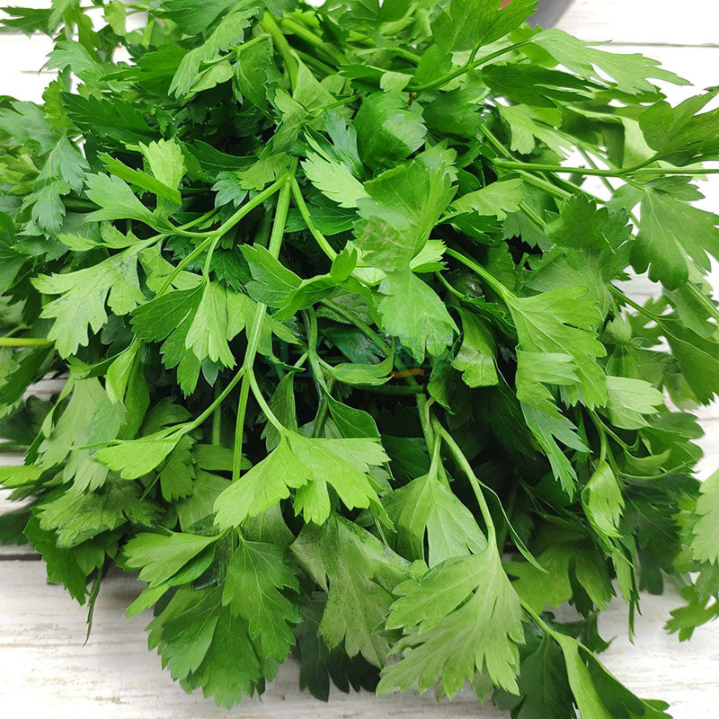 新鲜蔬菜意大利香芹欧芹香料细小小叶番茜点缀其它