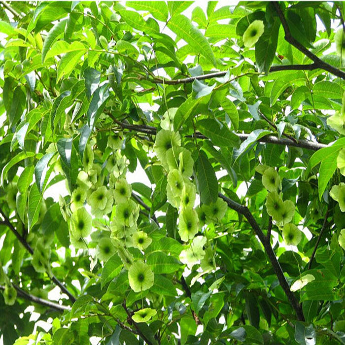 修水青钱柳青钱柳原叶茶古树青钱柳茶嫩叶清金钱柳茶