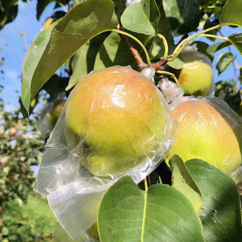 山西玉露香梨梨子新鲜10斤应季水果砀山梨贡梨