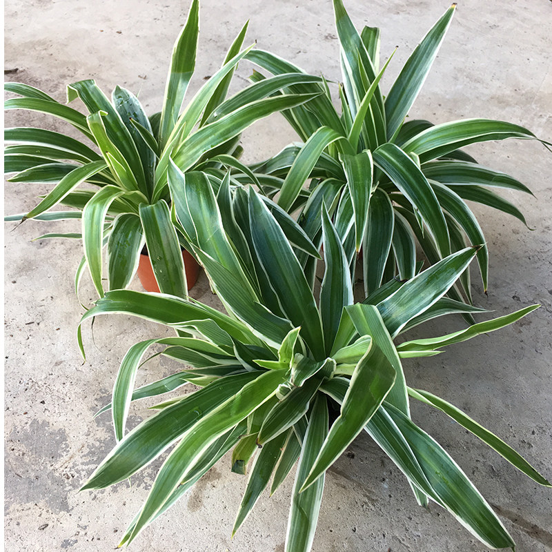 金边吊兰盆栽花卉室内净化空气甲醛办公居家好养绿植