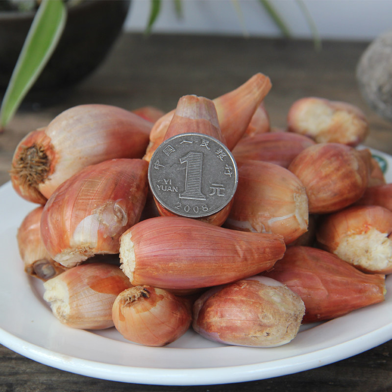 福建特产种植大头葱果新鲜红葱头餐饮 炸油葱酥原料干葱头小香葱