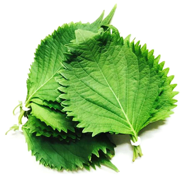 绿苏种子苏子苏叶适合合生鱼片黄瓜煮粥食用家庭园艺种子