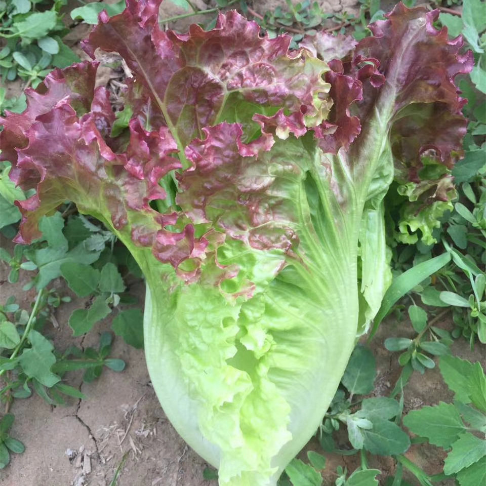 紫水晶散叶生菜种子阳台四季盆栽可观赏生菜种籽大叶生菜蔬菜种孑