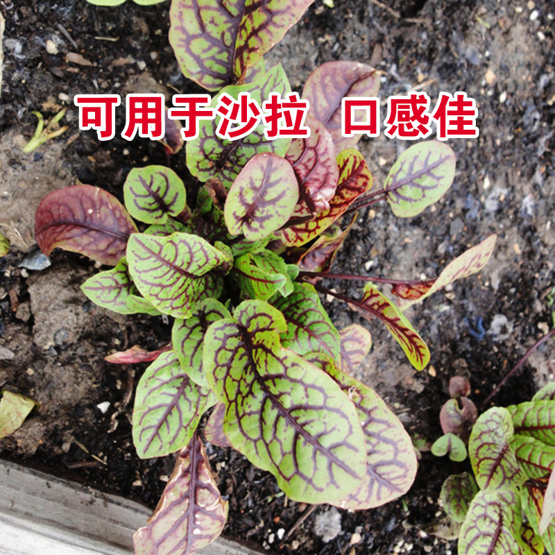 红脉酸模种子西餐摆盘点缀沙拉蔬菜红丝红柄家庭园艺种子