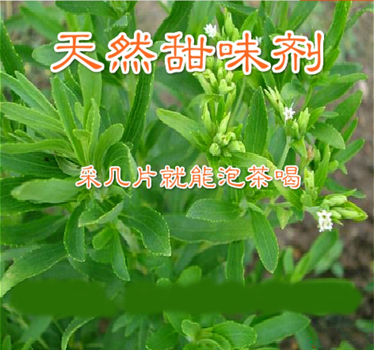 种子甜叶菊香草甜甜的叶子可食用阳台花卉四季播种家庭园艺种子