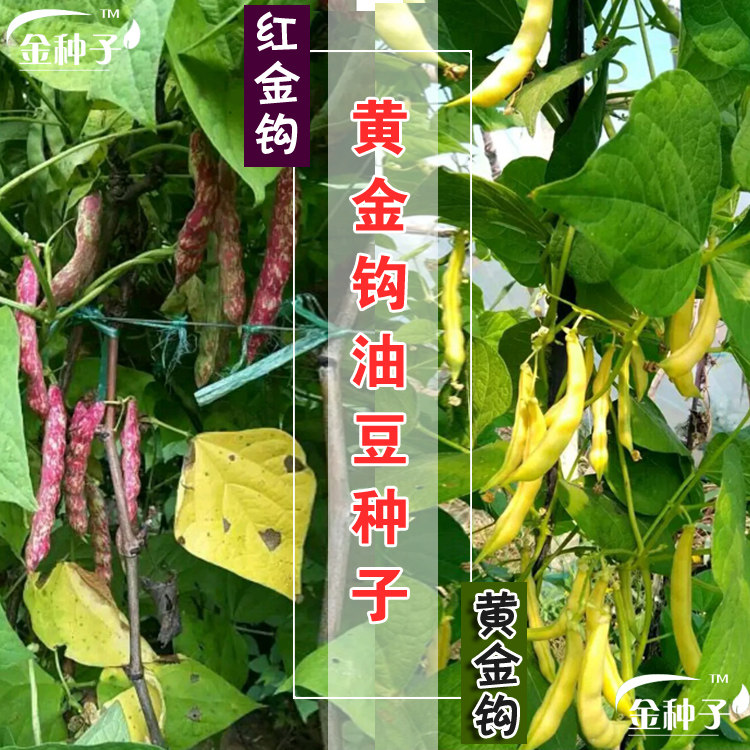 黄金种子钩油豆豆豆角春季秋季东北架豆芸豆家庭园艺种子