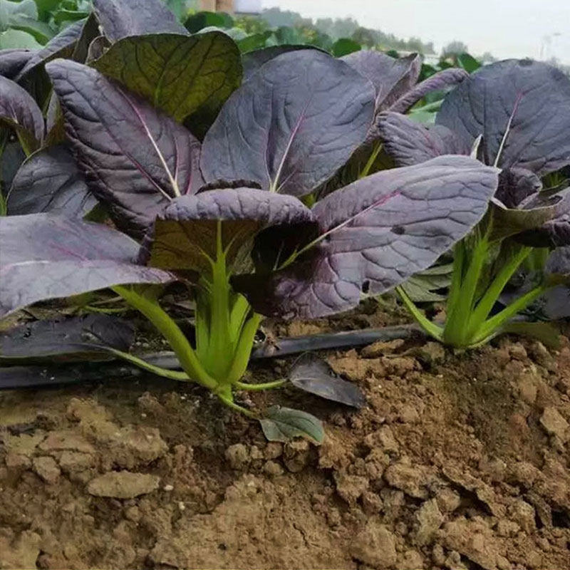 菜种紫油春秋秋冬季苏州青青梗菜种子庭院阳台家庭园艺种子