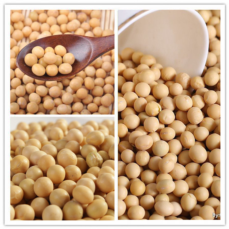 中黄39 国审豆 优质大豆种子 黄豆种子春夏播 青豆种子 抗病 抗旱