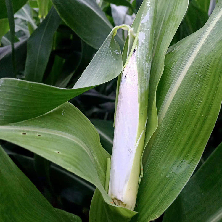 高粱乌米种子东北特产感染春季菌种家庭园艺种子
