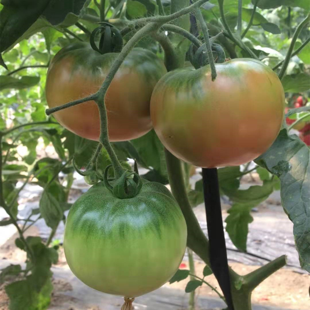 铁莓东北铁皮柿子草莓番茄种子带绿肩粉水果家庭园艺种子