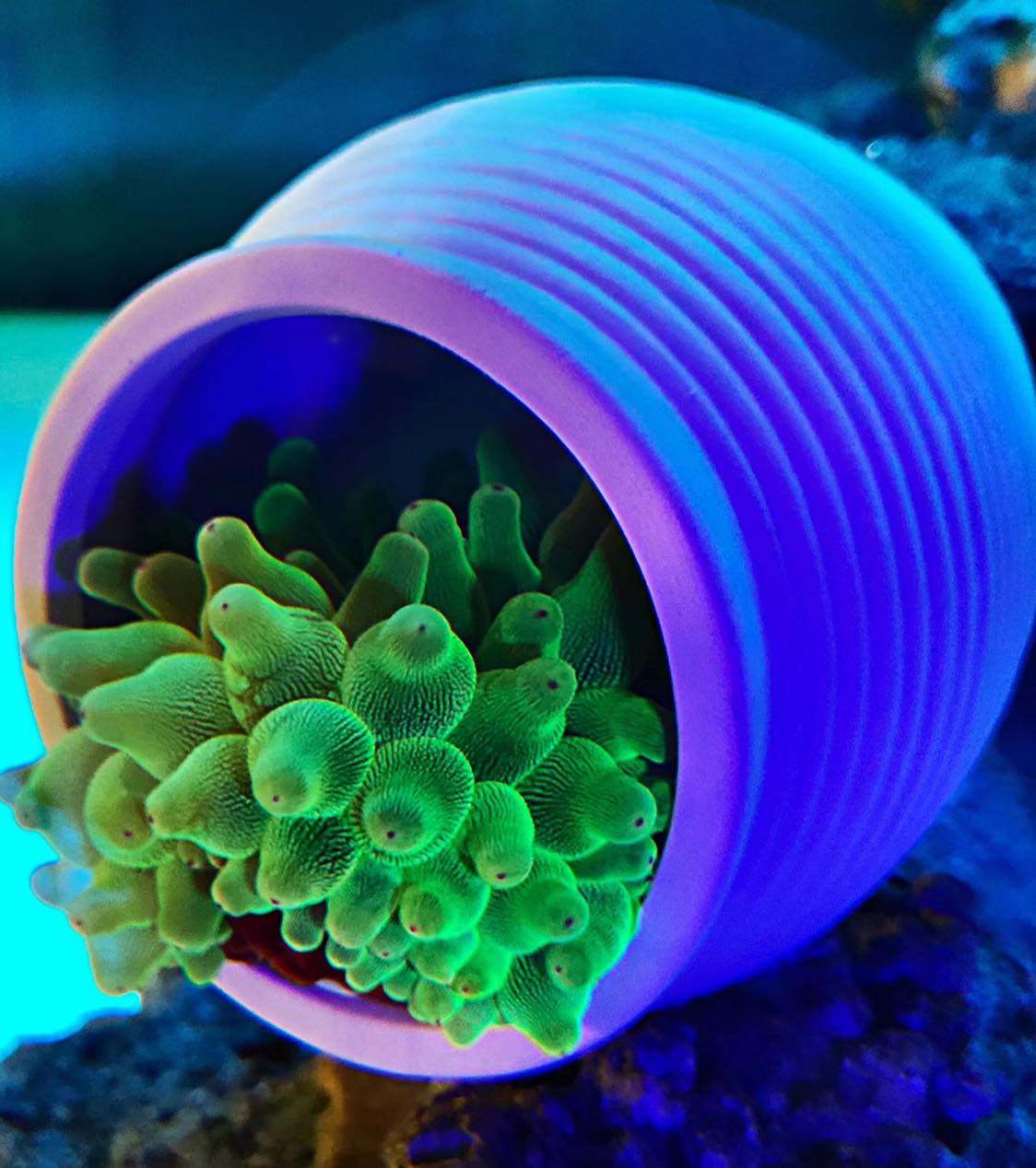 奶嘴海葵珊瑚珊瑚海小丑鱼共生荧光活体绿地地毯其它水族宠物