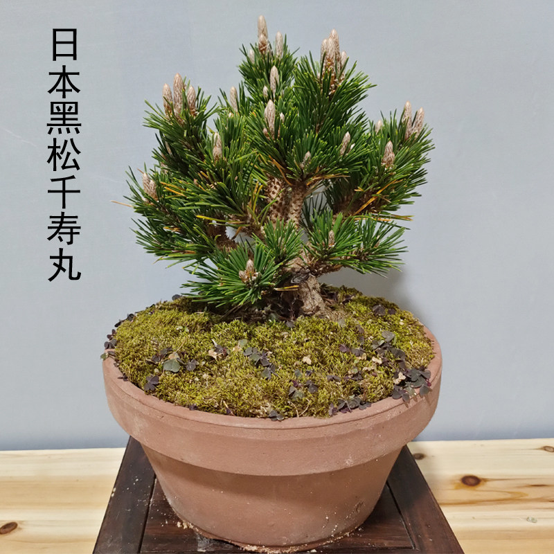 日本观景盆栽寿松盆景矮霸老桩小苗大阪千寿时令草本花卉