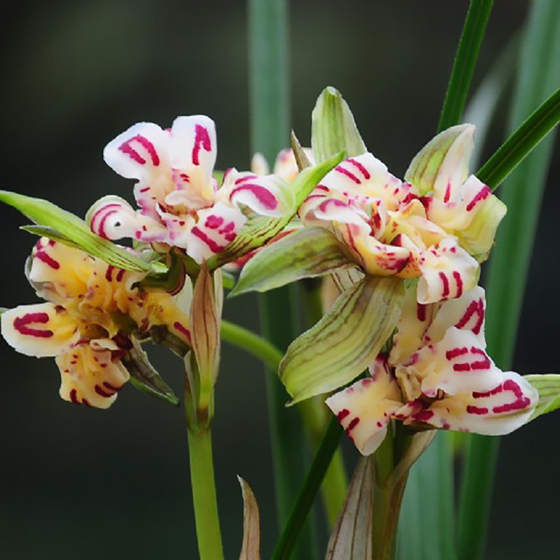 华香香园兰花天彭牡丹春兰浓香香型不带花苞花卉