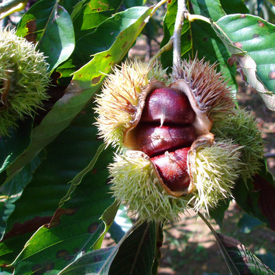 嫁接板栗树果苗油锥栗南北方种植盆栽地栽大红袍板栗苗树当年结果