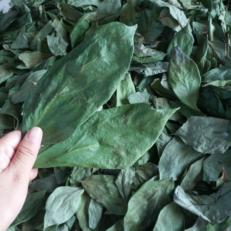 18年春 野生纯天然晒干整片柿子叶 新鲜柿叶茶 干柿叶 500克包邮