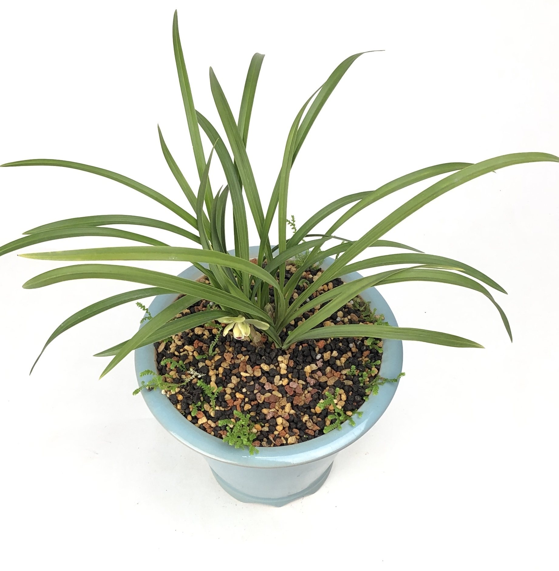 大疆疆土兰花专用植料君子兰绿植营养2000g龙城介质