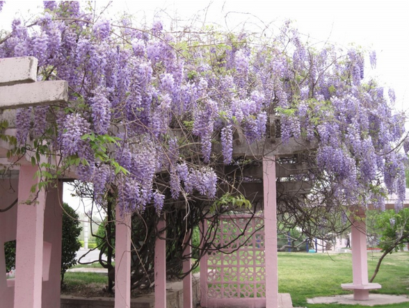 紫藤花园爬藤开花植物盆栽庭院楼顶观花盆景架子爬藤观赏花卉重庆